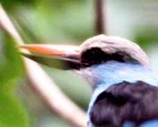Blue-breasted Kingfisher 1786