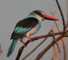 Blue-breasted Kingfisher-581