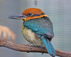 Micronesian Kingfisher 2424
