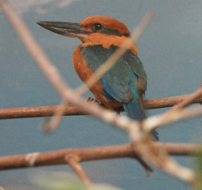 Micronesian Kingfisher-80