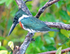 Kingfisher Amazon 3044