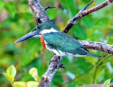 Kingfisher Amazon 3040