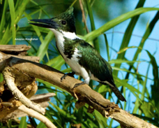 Amazon Kingfisher 2245 l
