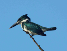 Kingfisher Green female 3448