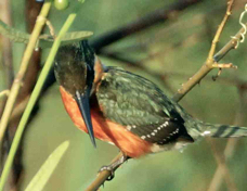 Kingfisher American Pygmy 3231