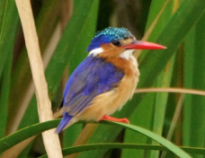 Kingfisher Malachite 6810