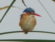 Kingfisher Malachite 6795