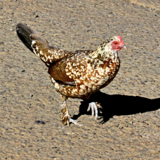 Red Jungle Fowl (Moa)-chicken hybrid 1381