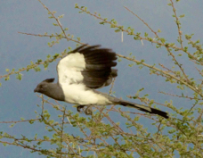 Go-away Bird White-bellied  7439