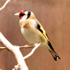 Goldfinch 3730