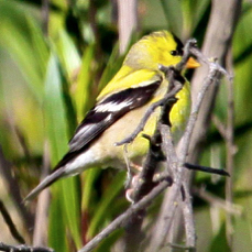 American Goldfinch 3496