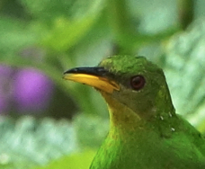 Green Honeycreeper female-231