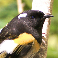 Stichbird male 6564