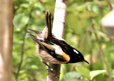 Stichbird male 6566