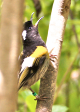 Stichbird male 6547