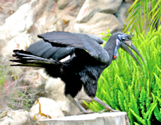 Abyssinian Ground Hornbill 8310