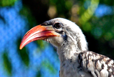 Red-billed Hornbill 1408