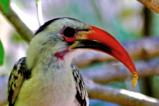 Red-billed Hornbill 1552