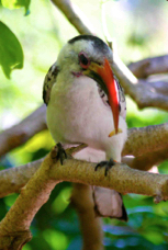 Red-billed Hornbill 1548