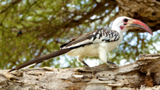 Hornbill Red-billed 3103