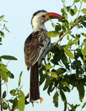Hornbill Red-billed 3709