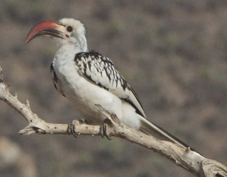 Hornbill Red-billed 5223