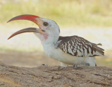 Hornbill Red-billled 3040