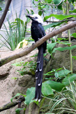 West Afreician Longtailed Hornbill 8652