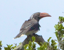 Hornbill Crowned 6024