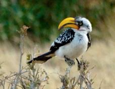 Hornbill Eastern Yellow-billed 3665