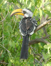 Hornbill Eastern Yellow-billed 3711