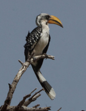 Hornbill Eastern Yellow-billed 4430