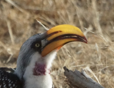 Hornbill Eastern Yellow-billed 5070