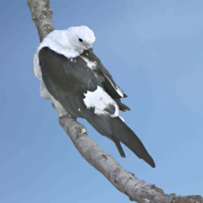 Swallow-tailed Kite 2205 B