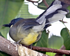 Blue-crowned Laughingthrush 2415