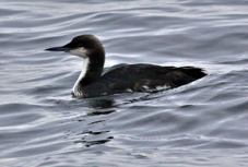 Pacific Loon 8885