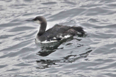 Pacific Loon 8894