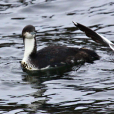 Pacific Loon 8899