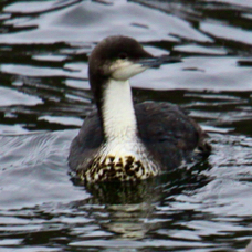 Pacific Loon 8901