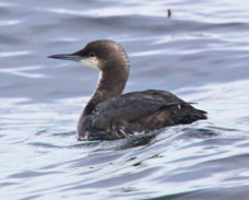 Pacific Loon 8930