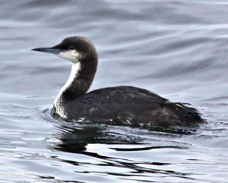 Pacific Loon 8941