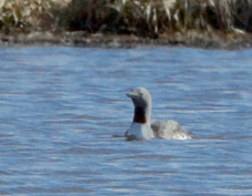Red-Throated Loon 8321
