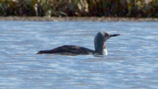 Red-throated Loon 8333