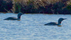 Red-throated Loon 8338