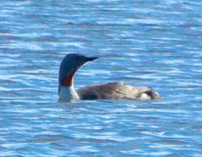 Red-Throated Loon 8307