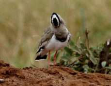 Lapwing Crowned 7638
