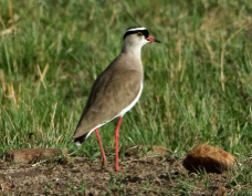 Lapwing Crowned 9325