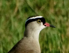 Lapwing Crowned 9327