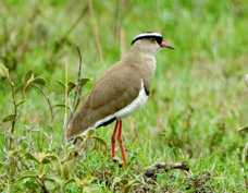 Lapwing Crowned 7066