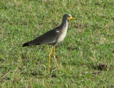 Lapwing African Wattled 9278